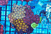Multi-Zoanthid Rock WYSIWYG - SAQ Coral Farm Multi-Zoanthid Rock WYSIWYG - SAQ Coral Farm