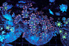Orange Tip Clove Colony WYSIWYG - SAQ Coral Farm Orange Tip Clove Colony WYSIWYG - SAQ Coral Farm
