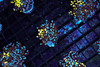 Grafted Frogspawn Coral WYSIWYG - SAQ Coral Farm Grafted Frogspawn Coral WYSIWYG - SAQ Coral Farm