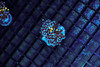 Grafted Frogspawn Coral WYSIWYG - SAQ Coral Farm Grafted Frogspawn Coral WYSIWYG - SAQ Coral Farm