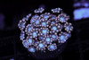 Blue Punch Goniopora Coral WYSIWYG - SAQ Coral Farm Blue Punch Goniopora Coral WYSIWYG - SAQ Coral Farm