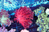 Red Goniopora Coral Colony WYSIWYG - SAQ Coral Farm Red Goniopora Coral Colony WYSIWYG - SAQ Coral Farm