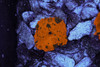 Darth Maul Jawbreaker Discosoma WYSIWYG - SAQ Coral Farm Darth Maul Jawbreaker Discosoma WYSIWYG - SAQ Coral Farm