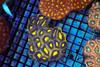 Lime Soul Favia Coral Colony WYSIWYG - SAQ Coral Farm Lime Soul Favia Coral Colony WYSIWYG - SAQ Coral Farm