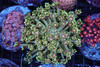 Venus Fly Trap Goniopora Coral Colony WYSIWYG - SAQ Coral Farm Venus Fly Trap Goniopora Coral Colony WYSIWYG - SAQ Coral Farm