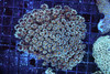 Teal Goniopora Coral Colony WYSIWYG - SAQ Coral Farm