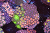 Multi-Zoanthid Rock Colony WYSIWYG - SAQ Coral Farm Multi-Zoanthid Rock Colony WYSIWYG - SAQ Coral Farm