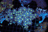 Cloves Colony WYSIWYG - SAQ Coral Farm Cloves Colony WYSIWYG - SAQ Coral Farm