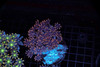 Orange Tip Cloves Colony WYSIWYG - SAQ Coral Farm Orange Tip Cloves Colony WYSIWYG - SAQ Coral Farm