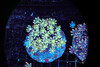 Neon Powder Cloves Colony WYSIWYG - SAQ Coral Farm Neon Powder Cloves Colony WYSIWYG - SAQ Coral Farm