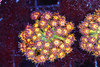 Firecracker Goniopora Coral WYSIWYG - SAQ Coral Farm Firecracker Goniopora Coral WYSIWYG - SAQ Coral Farm