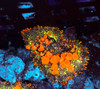 Sunkist Bounce Mushroom WYSIWYG - SAQ Coral Farm Sunkist Bounce Mushroom WYSIWYG - SAQ Coral Farm