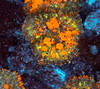 Copy of Sunkist Bounce Mushroom WYSIWYG - SAQ Coral Farm