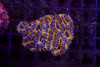 Pikachu Asian Acan Colony WYSIWYG - SAQ Coral Farm Pikachu Asian Acan Colony WYSIWYG - SAQ Coral Farm