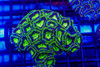 Green Asian Acan Colony WYSIWYG - SAQ Coral Farm Green Asian Acan Colony WYSIWYG - SAQ Coral Farm