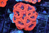 Vampire Blastomussa Colony WYSIWYG - SAQ Coral Farm