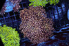 Orange Frogspawn Colony WYSIWYG - SAQ Coral Farm Orange Frogspawn Colony WYSIWYG - SAQ Coral Farm