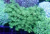 Mint Green Goniopora Colony WYSIWYG - SAQ Coral Farm Mint Green Goniopora Colony WYSIWYG - SAQ Coral Farm