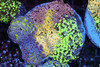 Hammer Garden Colony WYSIWYG - SAQ Coral Farm Hammer Garden Colony WYSIWYG - SAQ Coral Farm