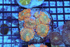 Orange Rhodactis Mushroom Rock WYSIWYG - SAQ Coral Farm Orange Rhodactis Mushroom Rock WYSIWYG - SAQ Coral Farm