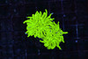 Holy Grail Torch WYSIWYG - SAQ Coral Farm Holy Grail Torch WYSIWYG - SAQ Coral Farm