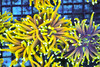 Gold Torch WYSIWYG - SAQ Coral Farm Gold Torch WYSIWYG - SAQ Coral Farm