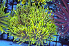 Gold Green Torch Colony WYSIWYG - SAQ Coral Farm Gold Green Torch Colony WYSIWYG - SAQ Coral Farm