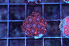 Darth Maul Goniopora WYSIWYG - SAQ Coral Farm