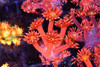 Red Goniopora WYSIWYG - SAQ Coral Farm Red Goniopora WYSIWYG - SAQ Coral Farm