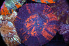 Large War Paint Acanthophyllia WYSIWYG - SAQ Coral Farm Large War Paint Acanthophyllia WYSIWYG - SAQ Coral Farm