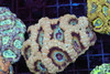 Boneyard Asian Acan Colony WYSIWYG - SAQ Coral Farm Boneyard Asian Acan Colony WYSIWYG - SAQ Coral Farm
