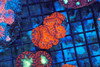 Red Blasto Cluster WYSIWYG - SAQ Coral Farm Red Blasto Cluster WYSIWYG - SAQ Coral Farm