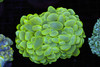 Neon Green Bubble Coral WYSIWYG - SAQ Coral Farm