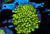 Neon Green Goniopora Coral Colony WYSIWYG - SAQ Coral Farm