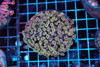Rose Bush Goniopora Coral Colony WYSIWYG - SAQ Coral Farm