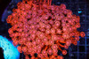 Large ULTRA Red Goniopora Coral Colony WYSIWYG - SAQ Coral Farm