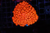ULTRA Red Goniopora Coral Colony WYSIWYG - SAQ Coral Farm