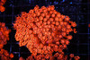 ULTRA Red Goniopora Coral Colony WYSIWYG - SAQ Coral Farm