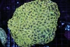 Large Gold Hammer Coral Colony WYSIWYG - SAQ Coral Farm