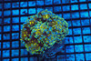 Swamp Monster Hammer Coral Colony WYSIWYG - SAQ Coral Farm