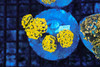 Gold Hammer Coral Colony WYSIWYG - SAQ Coral Farm