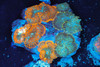 Orange Rhodactis Mushroom Colony WYSIWYG - SAQ Coral Farm