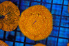Yellow Tip Orange Fungia Plate WYSIWYG - SAQ Coral Farm