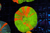 Bleeding Apple Scolymia WYSIWYG - SAQ Coral Farm Bleeding Apple Scolymia WYSIWYG - SAQ Coral Farm