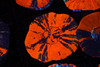 Darth Maul Scolymia WYSIWYG - SAQ Coral Farm Darth Maul Scolymia WYSIWYG - SAQ Coral Farm