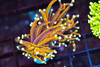 Gold Torch WYSIWYG - SAQ Coral Farm