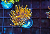 Gold Torch WYSIWYG - SAQ Coral Farm Gold Torch WYSIWYG - SAQ Coral Farm