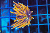 Gold Torch WYSIWYG - SAQ Coral Farm Gold Torch WYSIWYG - SAQ Coral Farm
