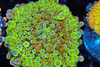 Bounce Yuma Mushroom WYSIWYG - SAQ Coral Farm Bounce Yuma Mushroom WYSIWYG - SAQ Coral Farm