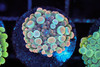 Bounce Yuma Mushroom WYSIWYG - SAQ Coral Farm Bounce Yuma Mushroom WYSIWYG - SAQ Coral Farm
